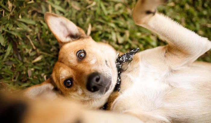 Grupo de protetoras de animais realiza bazar beneficente neste sábado em Arapiraca