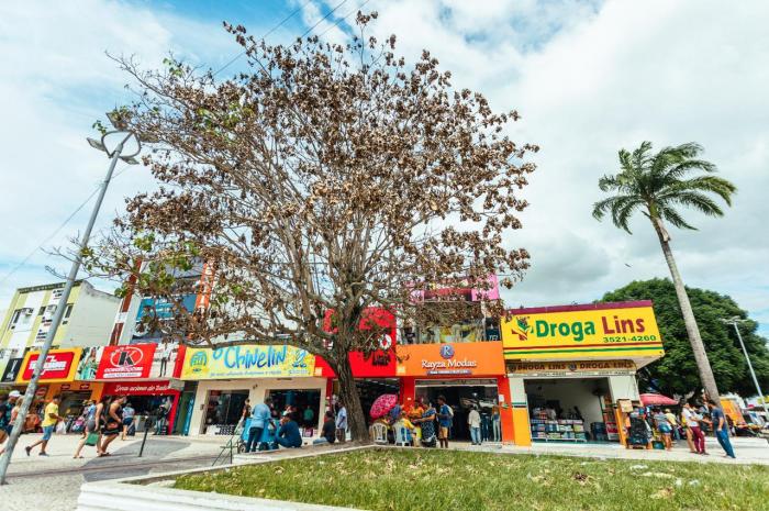 Arapiraca verde: prefeitura alerta sobre crimes ambientais cometidos contra espécies arbóreas no município